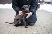 RIO, Hund, Mischlingshund in Bad Wünnenberg