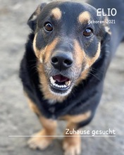 ELIO, Hund, Mischlingshund in Rumänien