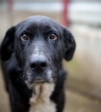 KIBITO, Hund, Mischlingshund in Rumänien