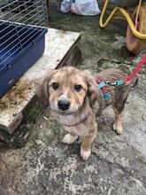 MANGO, Hund, Mischlingshund in Rumänien