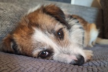 SPARKY, Hund, Mischlingshund in Monheim