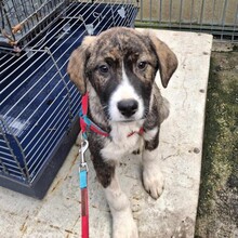 CHILLI, Hund, Mischlingshund in Rumänien