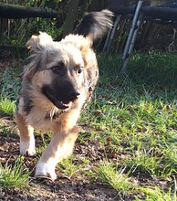 MIKE WHEELER, Hund, Mischlingshund in Langenfeld