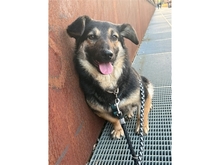 PAPAYA, Hund, Mischlingshund in Bergen