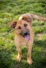 SAM, Hund, Mischlingshund in Kroatien