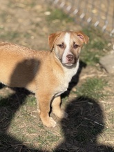 SORA, Hund, Mischlingshund in Rumänien