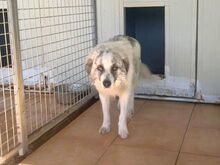 OSCAR, Hund, Australian Shepherd in Italien
