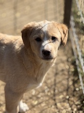 CAPRI, Hund, Mischlingshund in Rumänien