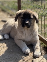 LINSE, Hund, Mischlingshund in Rumänien