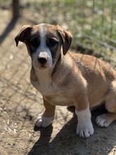 MISO, Hund, Mischlingshund in Rumänien