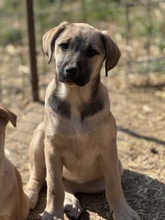 OLEA, Hund, Mischlingshund in Rumänien