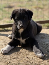 MELLA, Hund, Mischlingshund in Rumänien