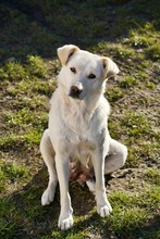 MIRI, Hund, Mischlingshund in Rumänien