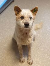 RENARD, Hund, Mischlingshund in Rumänien