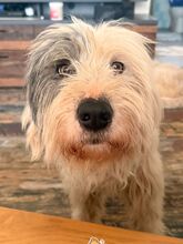 ROMINA, Hund, Mischlingshund in Rumänien