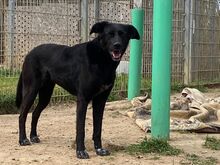 GWEN, Hund, Labrador Retriever in Bellheim