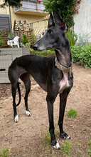 MALALA, Hund, Galgo Español in Langen