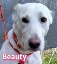 BEAUTY, Hund, Mischlingshund in Griechenland