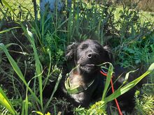 DUSTY, Hund, Mischlingshund in Italien