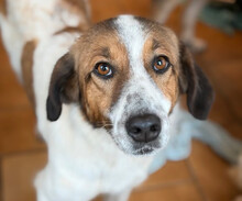 SONORA, Hund, Mischlingshund in Aerzen