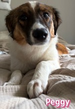 PEGGY, Hund, Mischlingshund in Hilden