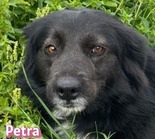 PETRA, Hund, Mischlingshund in Lorsch