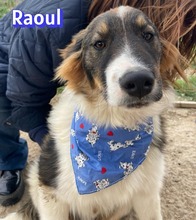 RAOUL, Hund, Mischlingshund in Griechenland