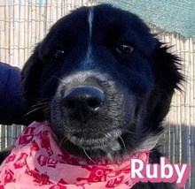 RUBY, Hund, Mischlingshund in Haßloch