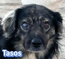 TASOS, Hund, Mischlingshund in Heppenheim