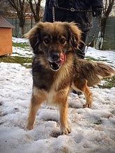 VIGGO, Hund, Mischlingshund in Rumänien