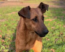 IMANI, Hund, Mischlingshund in Aerzen
