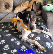 KEKO2, Hund, Ratonero Bodeguero Andaluz in Dresden