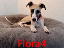 FLORA4, Hund, Whippet in Birkenfeld
