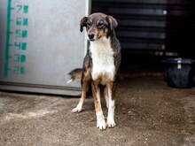 OLEA, Hund, Mischlingshund in Rumänien