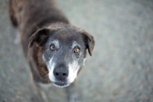 PEPSI, Hund, Mischlingshund in Rumänien