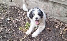 FENJA, Hund, Herdenschutzhund-Mix in Rehau