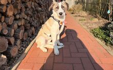 GRETA, Hund, Hütehund-Mix in Uetze