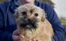 TOFFEE, Hund, Mischlingshund in Mistelgau