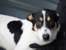 FLASH, Hund, Mischlingshund in Rumänien