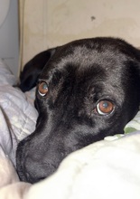 DAFNE, Hund, Französische Bulldogge-Mix in Deutschland