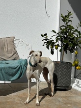 RINA, Hund, Galgo Español in Bopfingen