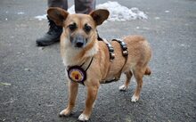 KIM, Hund, Mischlingshund in Eschweiler