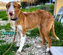 ULISES2, Hund, Podenco in Spanien
