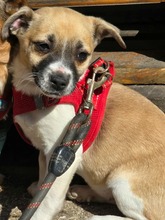 ANNA, Hund, Mischlingshund in Bulgarien