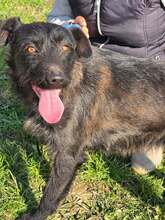 BELLA, Hund, Mischlingshund in Bulgarien