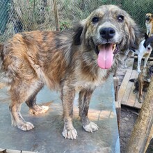 ELIO, Hund, Mischlingshund in Gehrden