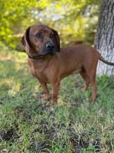 KARLCHEN, Hund, Mischlingshund in Slowakische Republik