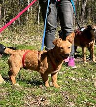 SHERON, Hund, Mischlingshund in Erlangen