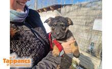 SUSU, Hund, Mischlingshund in Hatten