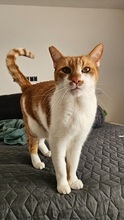 LEO, Katze, Europäisch Kurzhaar in Fürth
